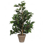 Artificial Plant - Ficus exotica - MICA